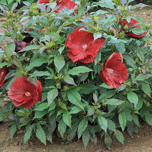 270 SEEDS – rose mallow – HEAVY BLOOMER – GroCo USA – BUY ANY 15-SHIPS FREE