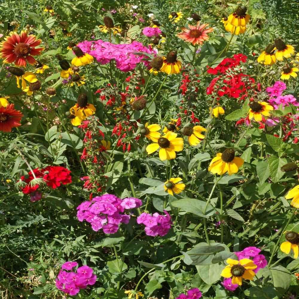 5 LBS Southeast regional wildflower seed from Outsidepride.