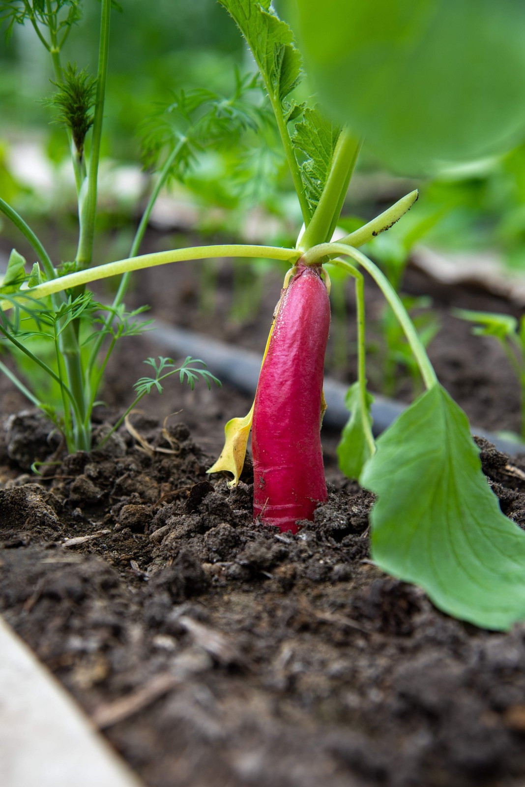 250 RED ARROW SPROUTING RADISH MiniGreen Daikon Raphanus Sativus Vegetable Seeds