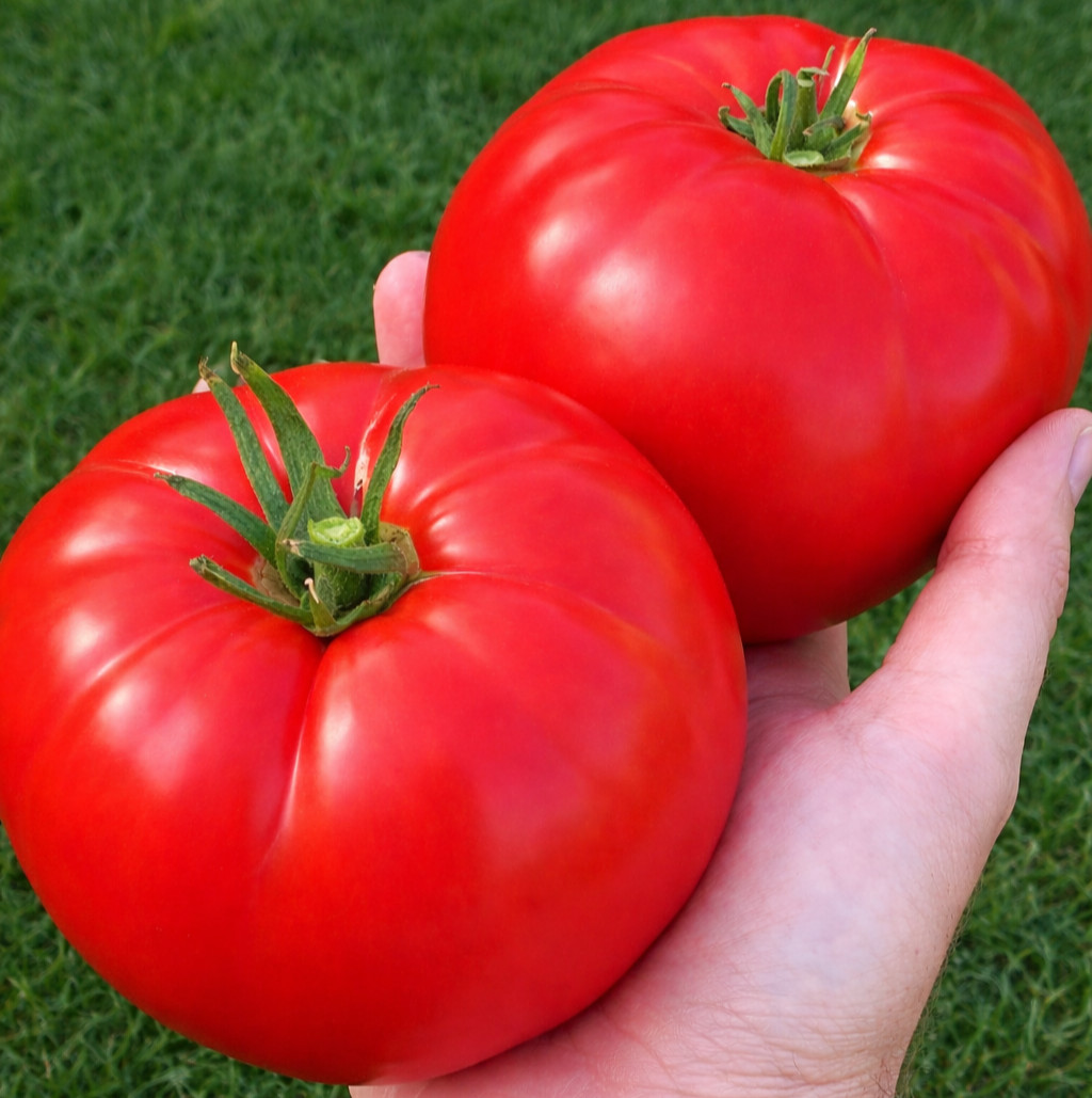 500 Classic Red Beefsteak Tomato Seeds – Heirloom Indeterminate Organic NonGMO