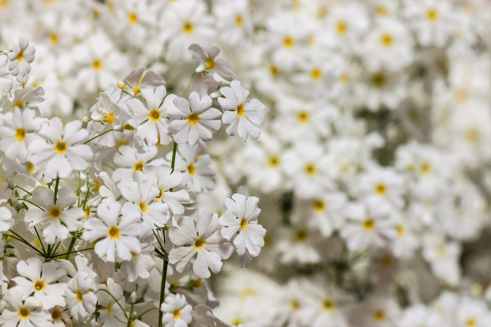 100 WHITE FAIRY PRIMROSE Primula Malacoides Shade Houseplant Flower Seeds