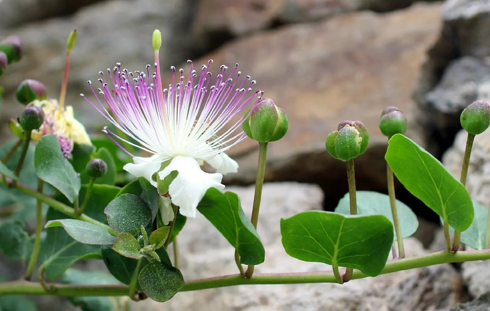 Caper Bush (Capparis Spinosa) Fresh Seeds