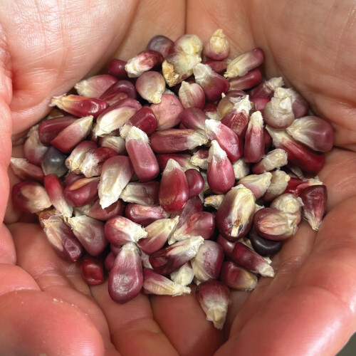 Tlaxcala Xocoyul Pink Mexican Heirloom Corn Seeds (1 lb) / TAMALES ATOLE / RARE