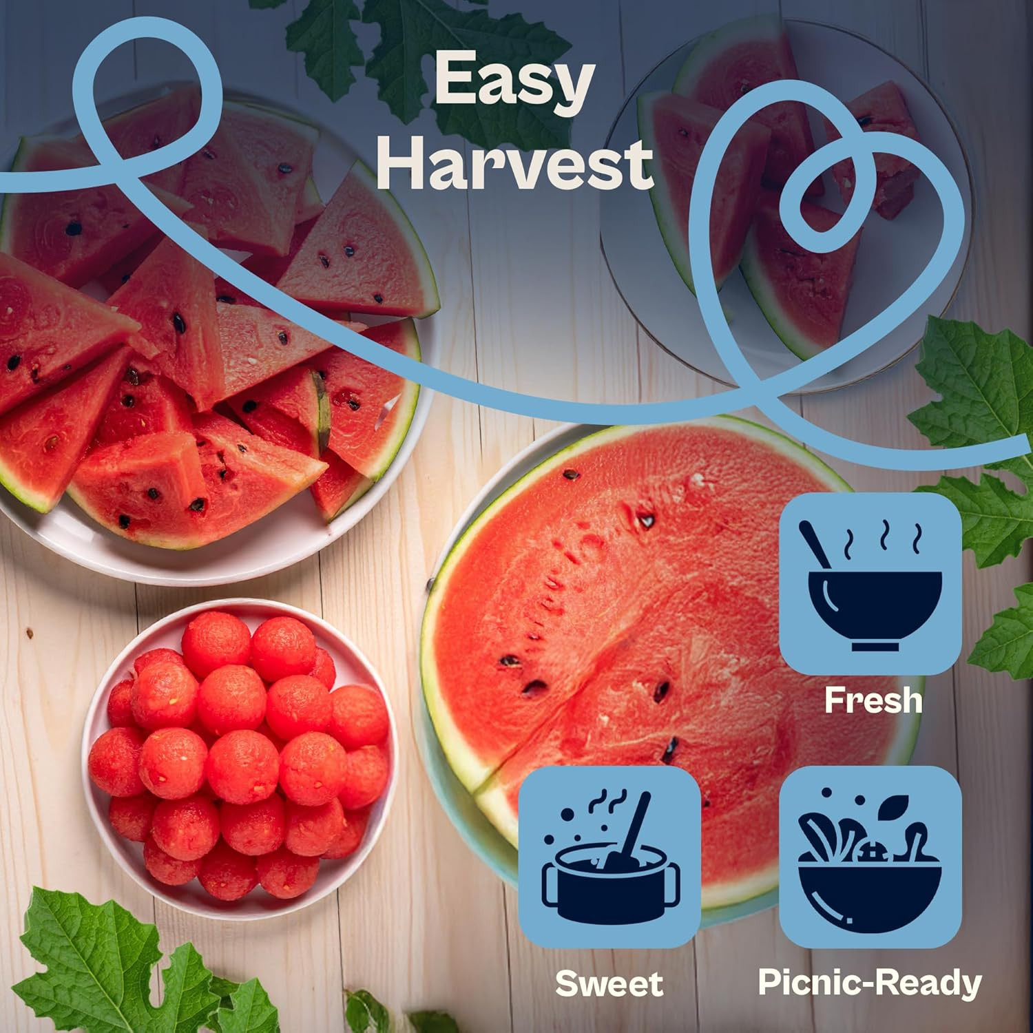 75 Sugar Baby Watermelon Seeds for Planting (Citrullus Lanatus) – Sweet Watermel