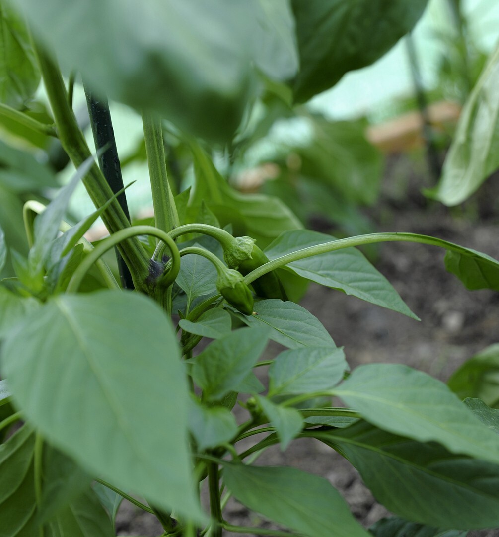 30 Giant Marconi Sweet Pepper Seeds