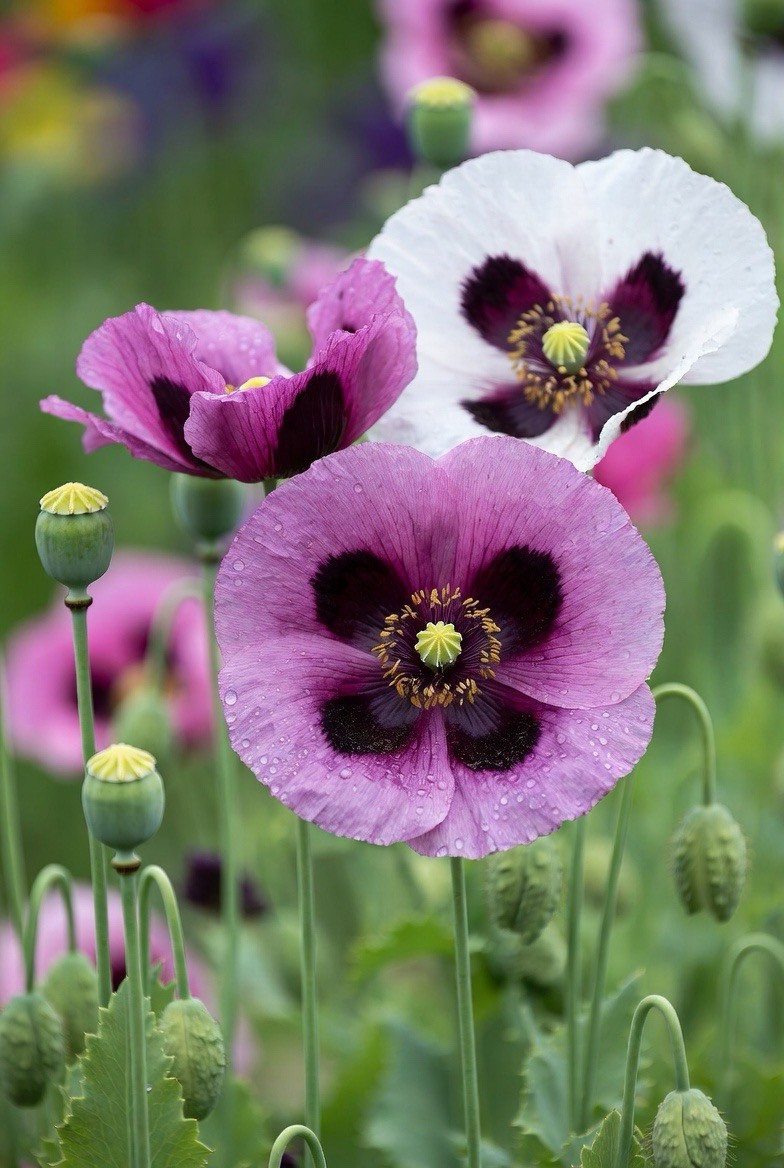 Poppy Blend – Mixed Colors Assorted – Papaver Somniferum – Variety Pack