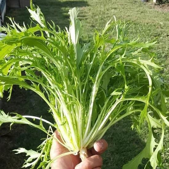 Cai Ngot Duoi Phung Xanh 1000 seeds + 500 Free, easy to Grow Cải Đuôi Phụng