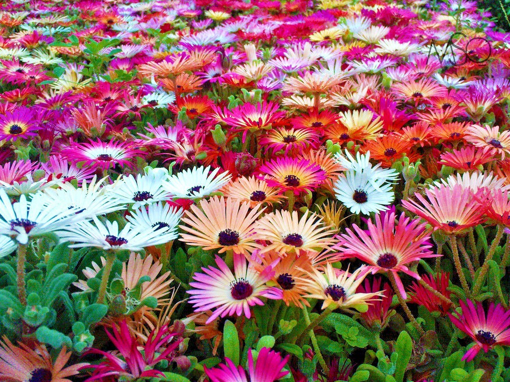8000+ICE PLANT MIX Flower Seeds Groundcover Drought Heat Poor Soils Fast Easy