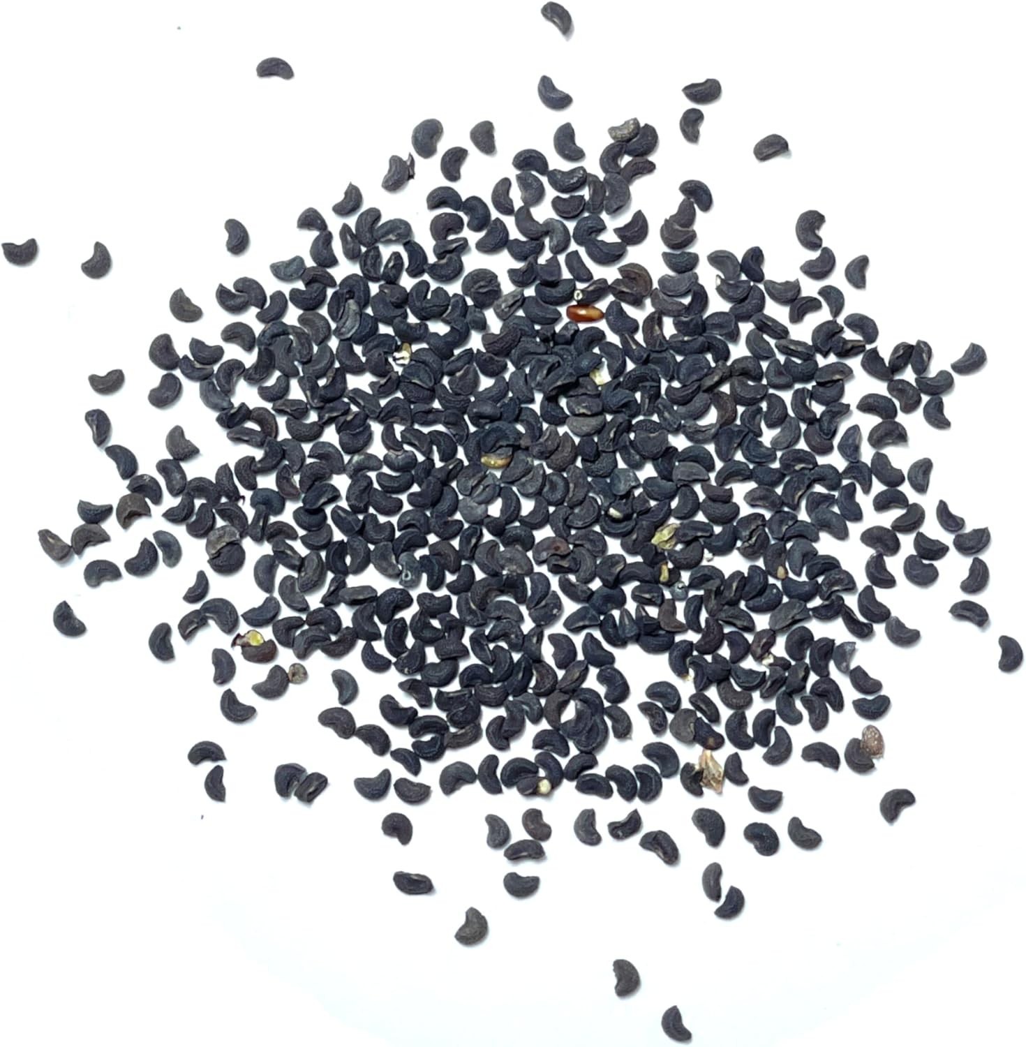 Rue Seeds for Planting – Non-GMO Heirloom & Untreated Perennial Herb Seed to …