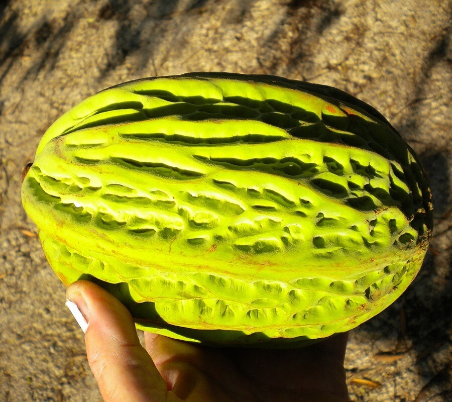 Theobroma Bicolor (White Cacao)cocoa tropical fruit tree Live Plant