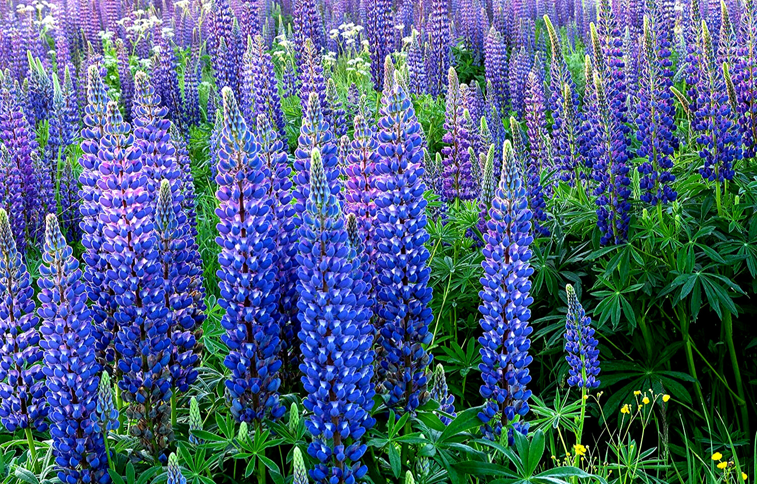 40 SEEDS – lupine Perennial Wild WILDFLOWER flower – GroCo – BUY 15-SHIPS FREE