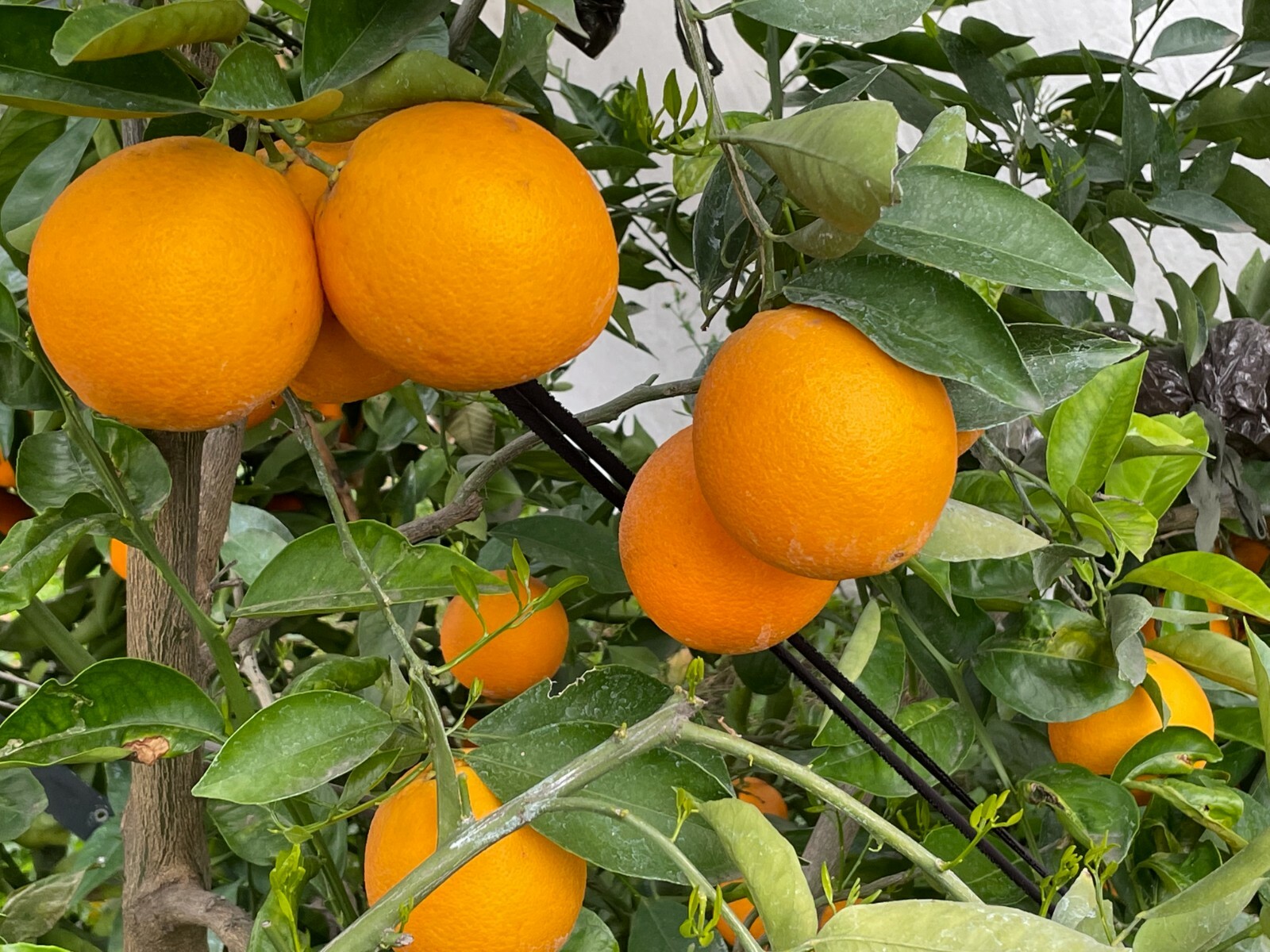 1 Ruby Valencia’ Sweet Orange Tree, Cuttings Rooted Orange Tree