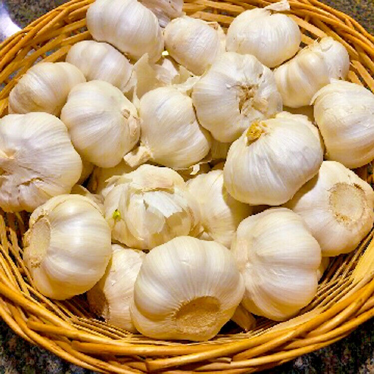 German GARLIC Bulbs 1/2 – 10lbs Fresh Organic Heirloom Hardneck Plant or Cook