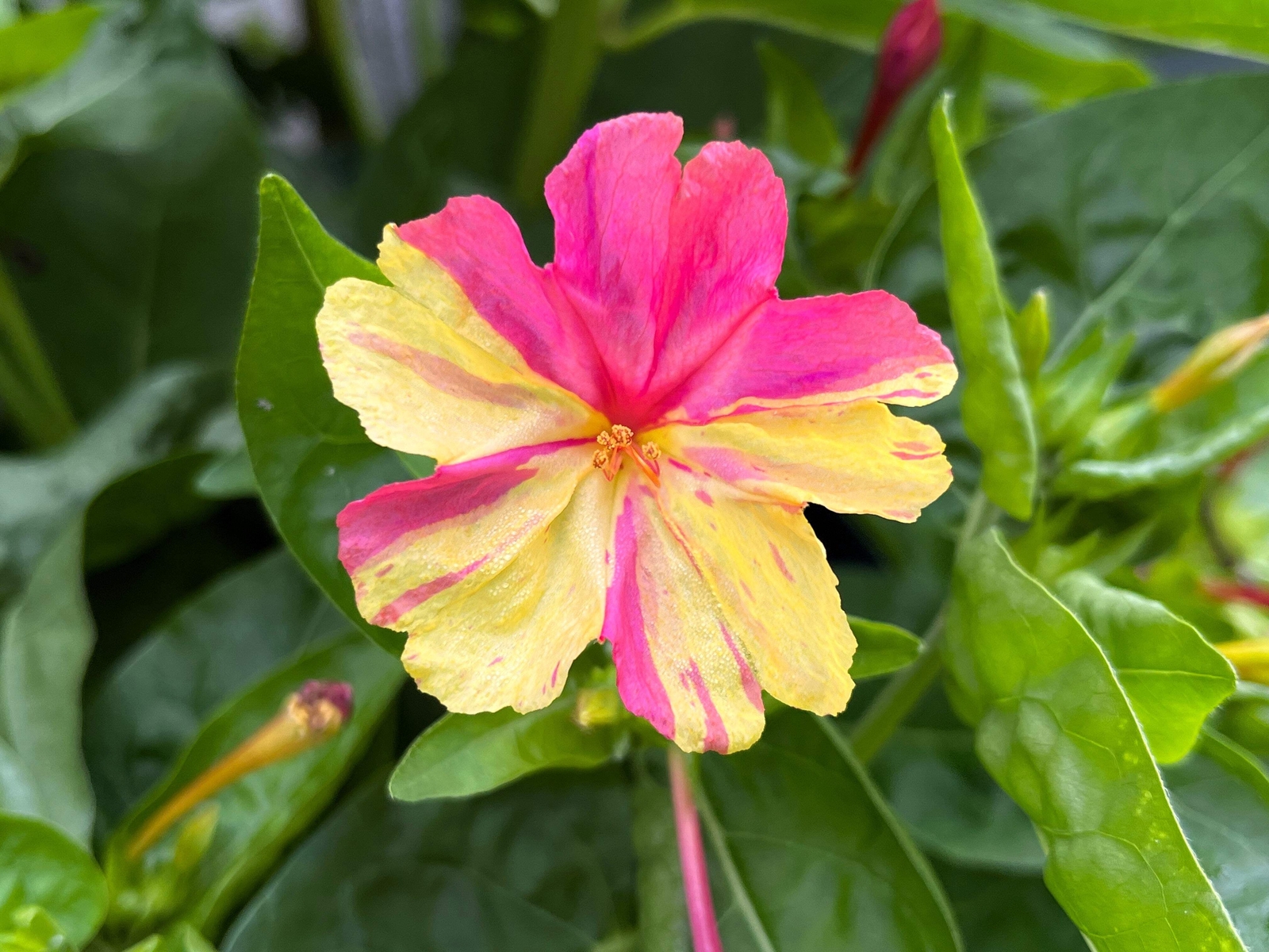 75 MIXED FOUR O CLOCK aka Marvel of Peru Mirabilis Jalapa Flower Seeds