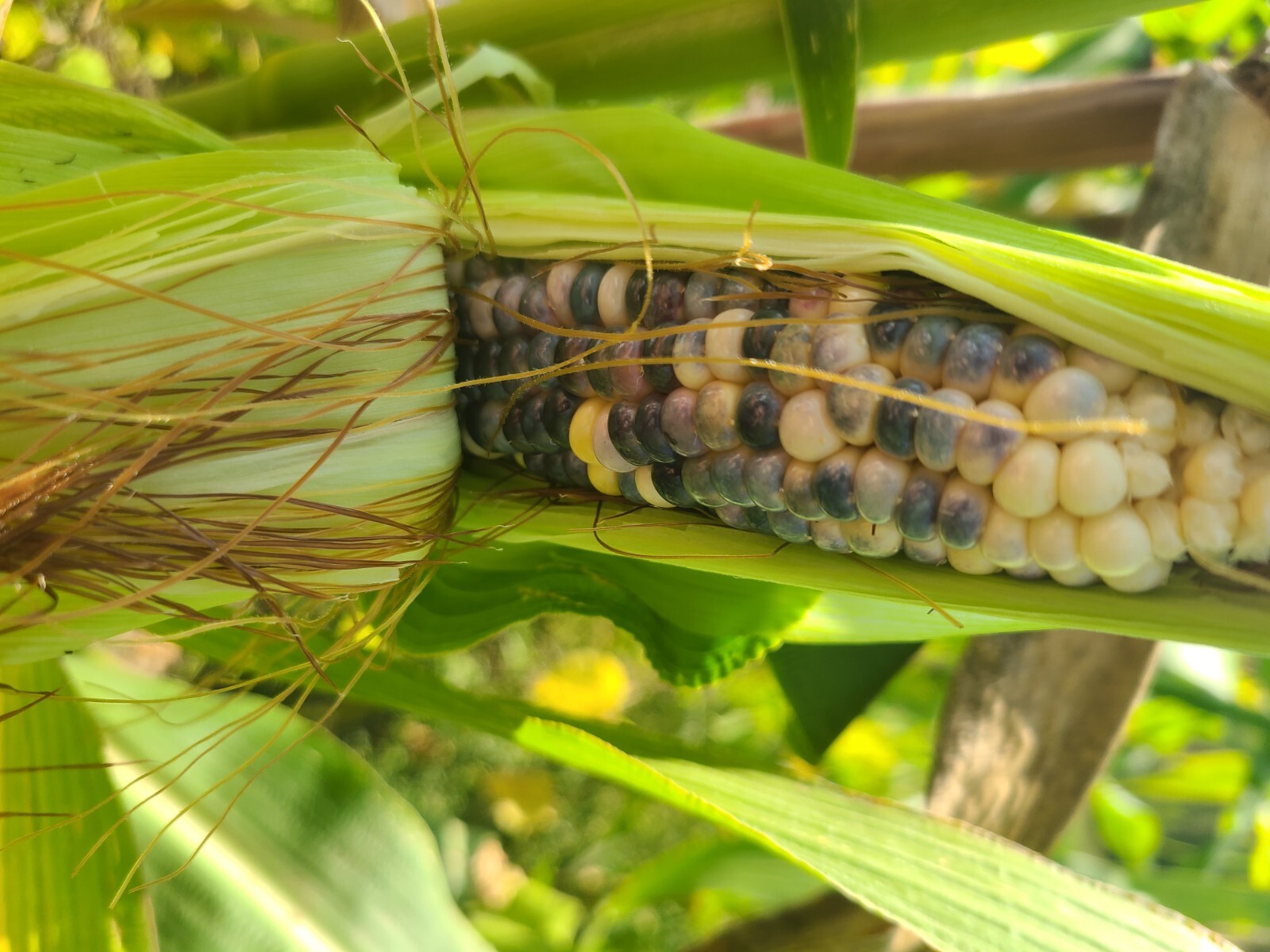 Heirloom Glass Gem Corn Seeds – 4 ounces of beautiful multi-colored corn seed