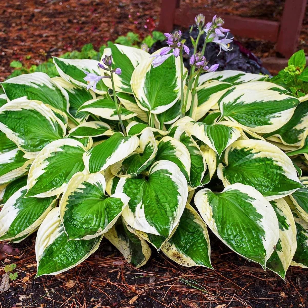 Dazzling Hosta Flower Seeds, Over 200 Perennial Seeds Perfect for Any Landscape