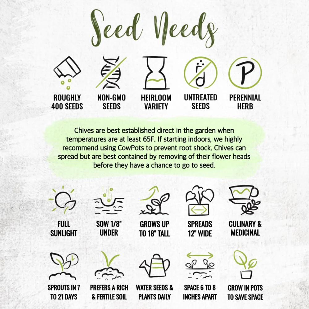 Common Chives Herb Seeds For Planting (Allium schoenoprasum)