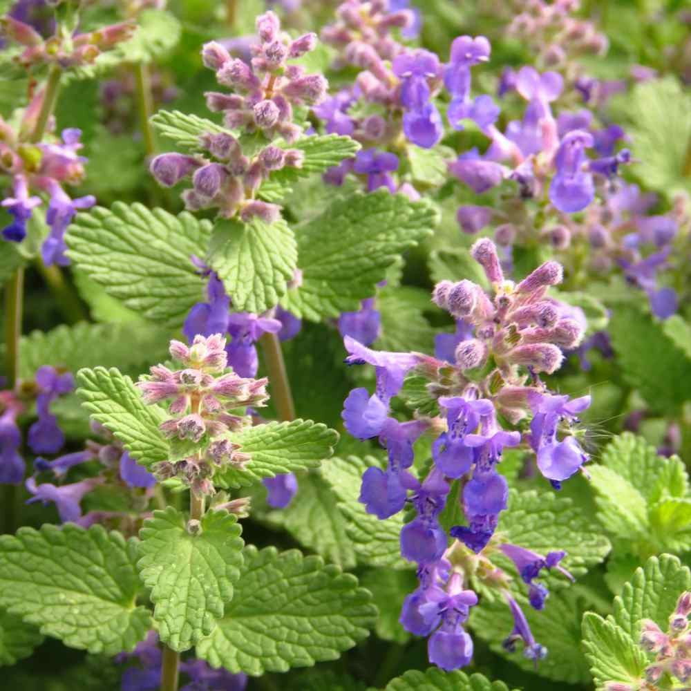 Lemon Balm .443gr Approx 1250 Seeds ORGANIC Non GMO Free Shipping!