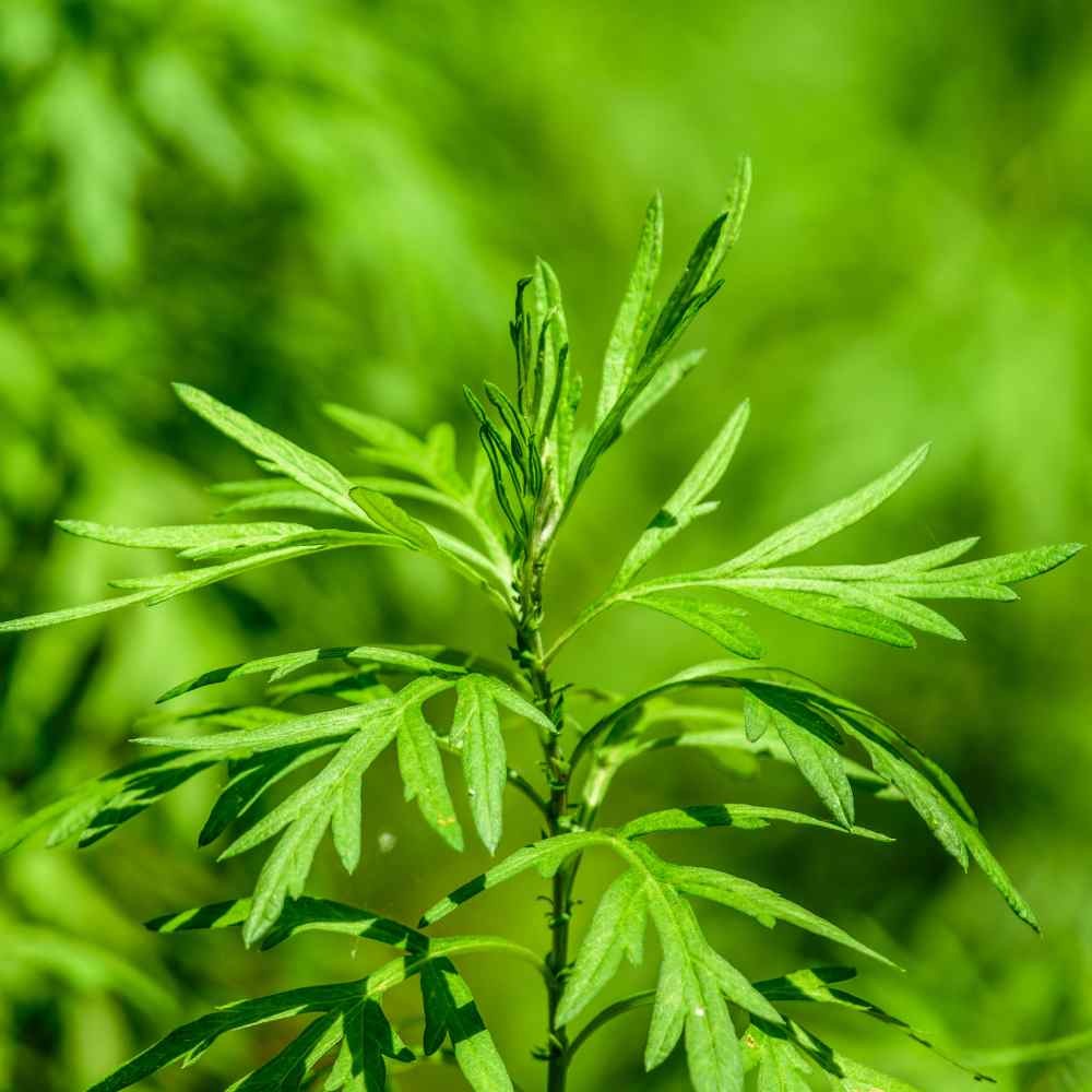 10000 Seeds Mugwort Herb Seeds For Planting – Artemisia Vulgaris
