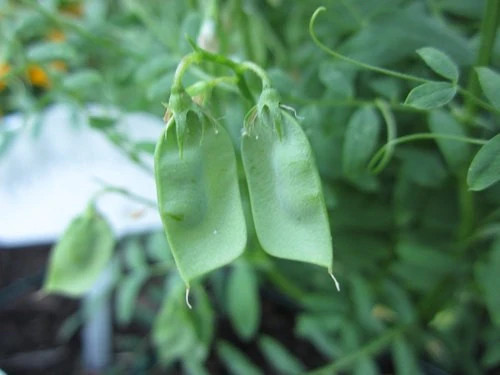 Black Lentil Seeds | For Planting Asian Indian Head Daal Bean Vegan Seed 2024