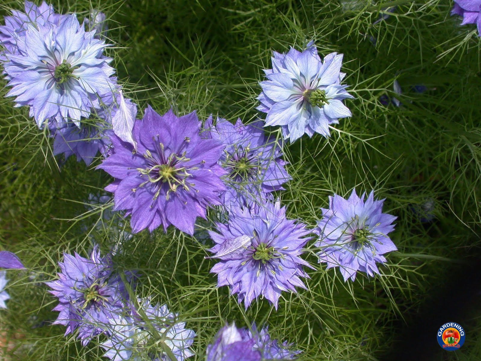 2000 Love In a Mist Flower Seeds Mix Miss Jekyll Nigella