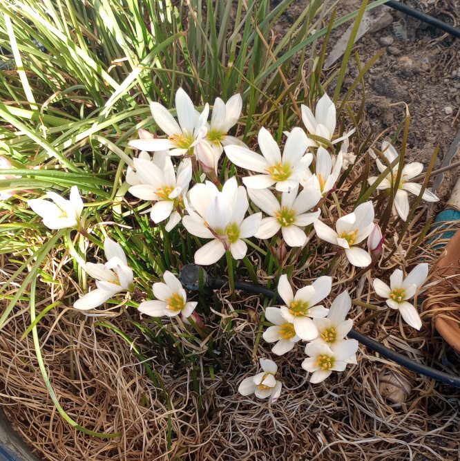 Zephyranthes treatiae Florida Native Fall White Flowers Grass Bulb Plant 6 Bulbs