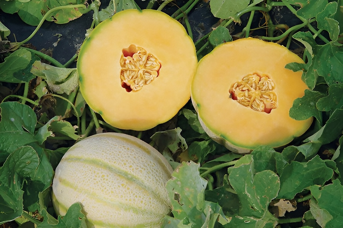 50 Super Sweet Tuscan Cantaloupe Seeds – Free Shipping – The Italian Stallion