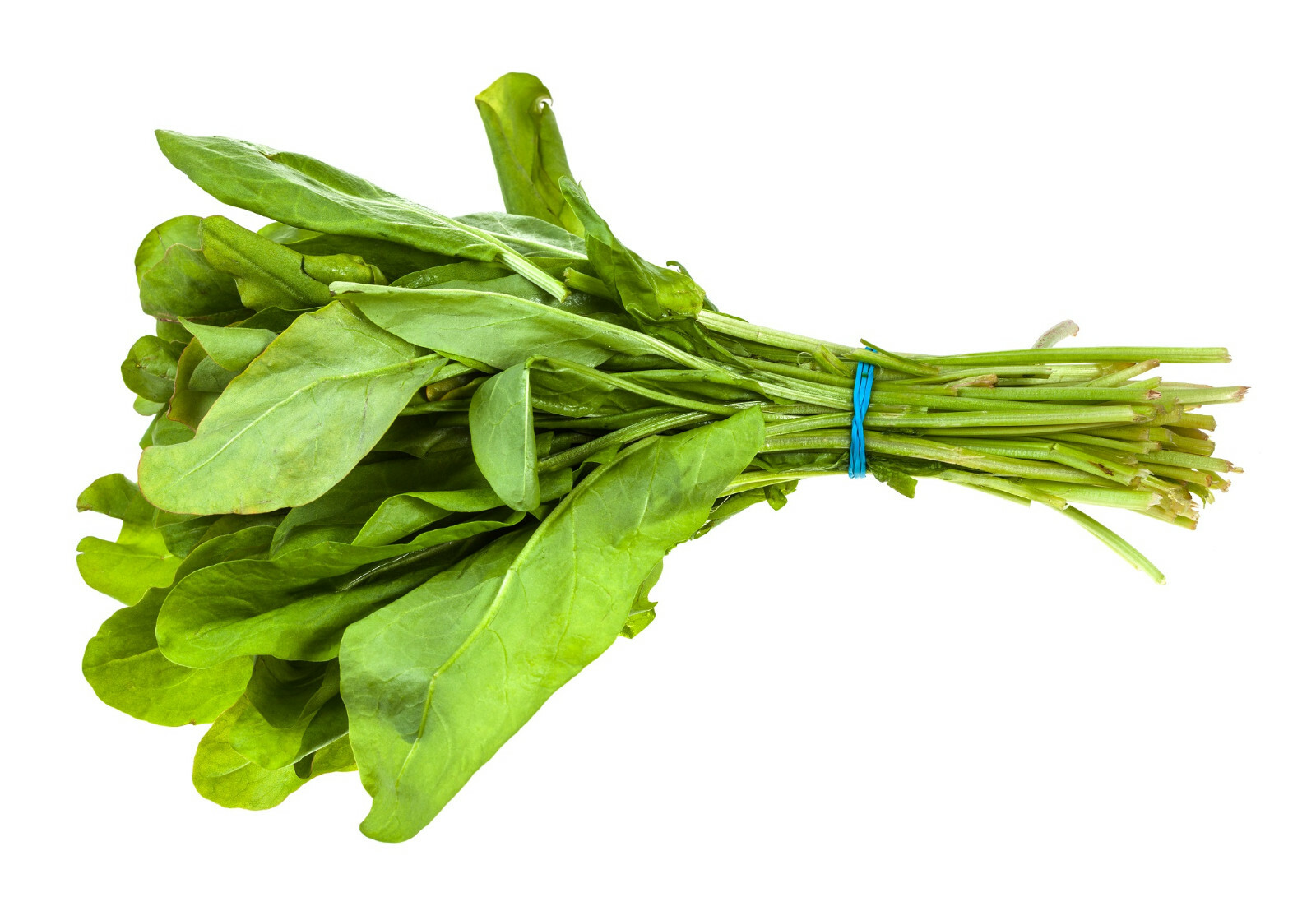 BROAD LEAF SORREL 500+Seeds | Non-GMO Heirloom Herb (Sprouting or Garden) Larg