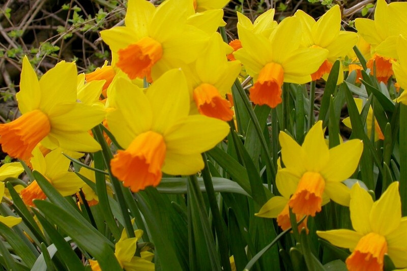 5 Miniature Daffodil BULBS ~ Mini Rock Gardens **FALL Planting
