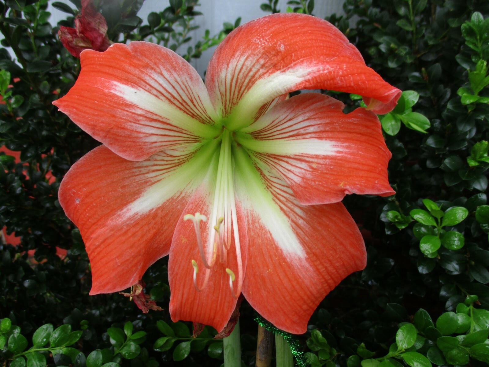 1 Amaryllis bulb Sunny Day Hippeastrum Plant 12-14 cm circumference hybrid