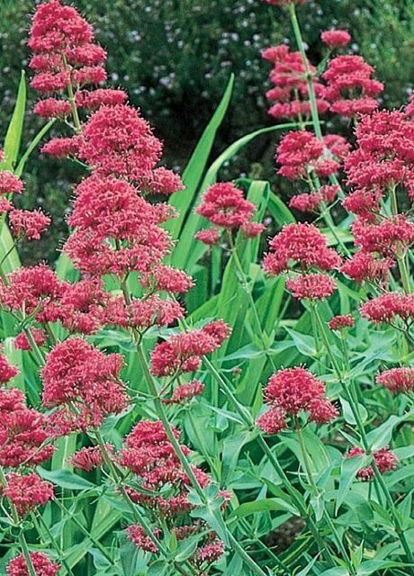 Valerian seed Centranthus Ruber “Pink Betty” 100 seeds for 2023