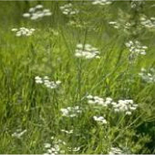 Caraway Seeds (((25 Seed Packet))) (More Heirloom, Organic, Non GMO, Vegetable,