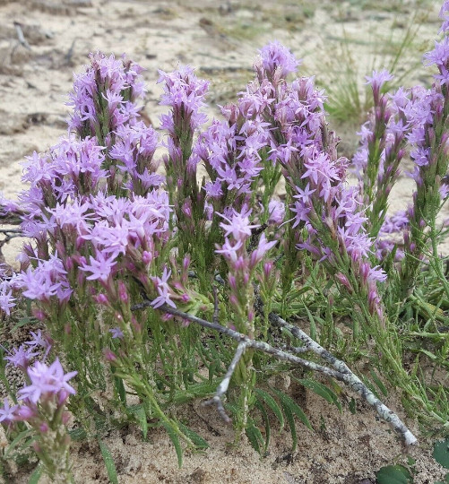 25+ Chapman’s Blazing Star Seeds | Liatris Chapmanii | Florida Native Flower