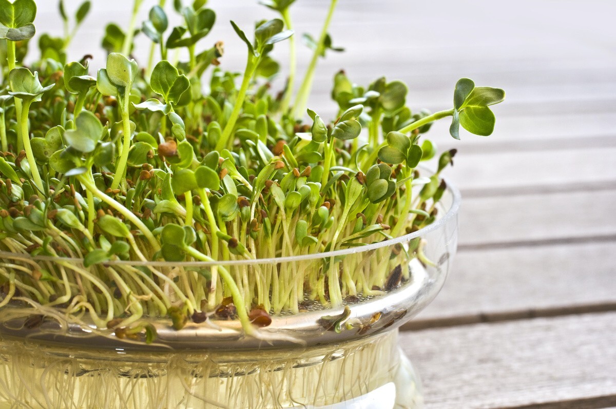 Alfalfa – Organic – Sprouting Seeds – 8000-1000 seeds