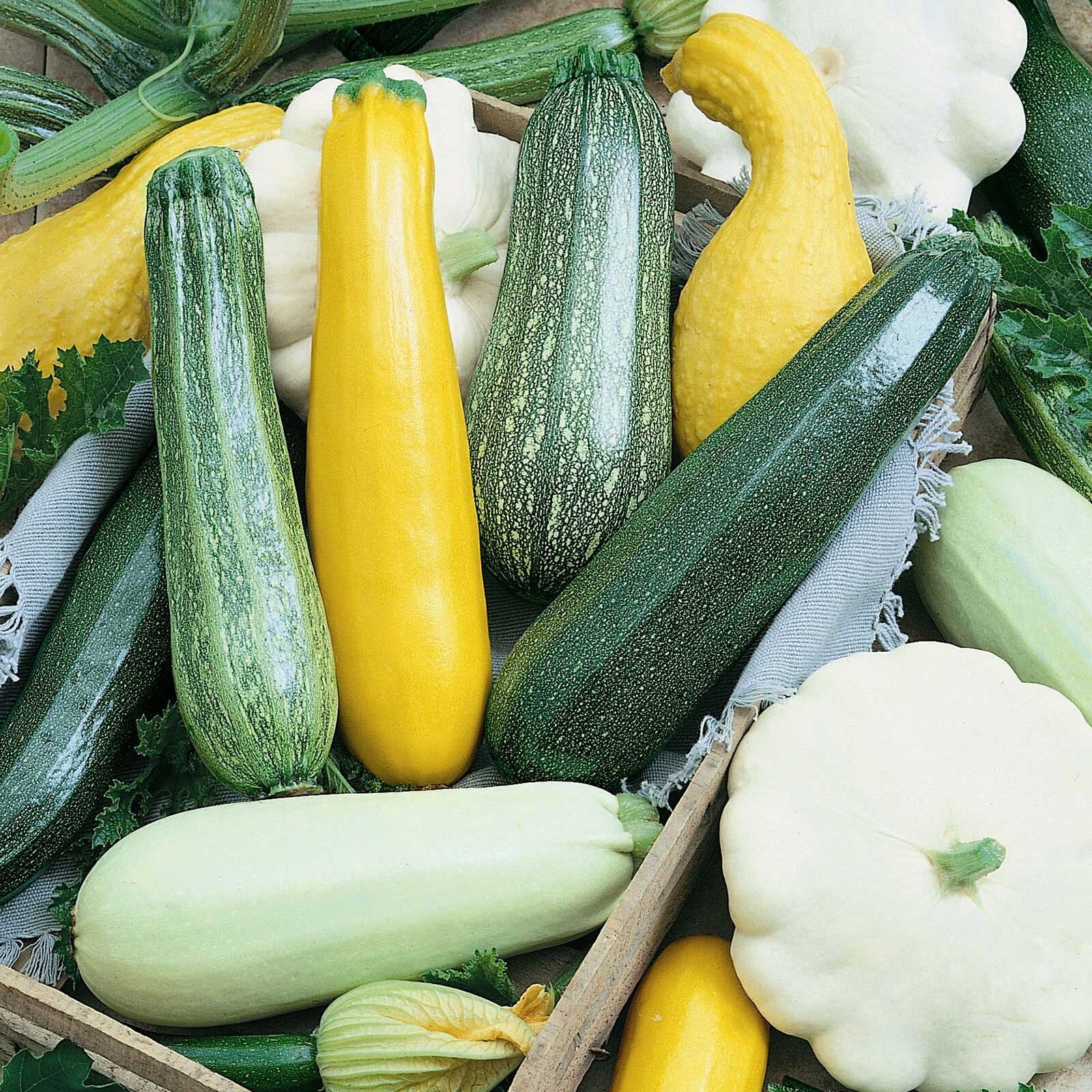 5 Species Mix Summer Squash Seeds | Gold Black white marrow grey and Trieste