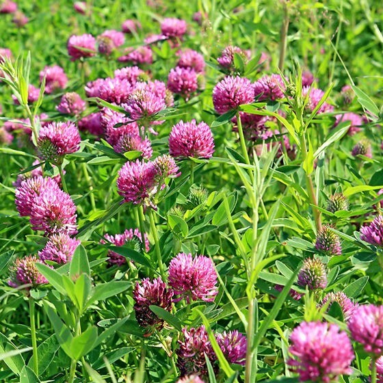 1100 Sprouting Red Clover Cover Crop Seeds | NON-GMO | Heirloom | Fresh Seeds