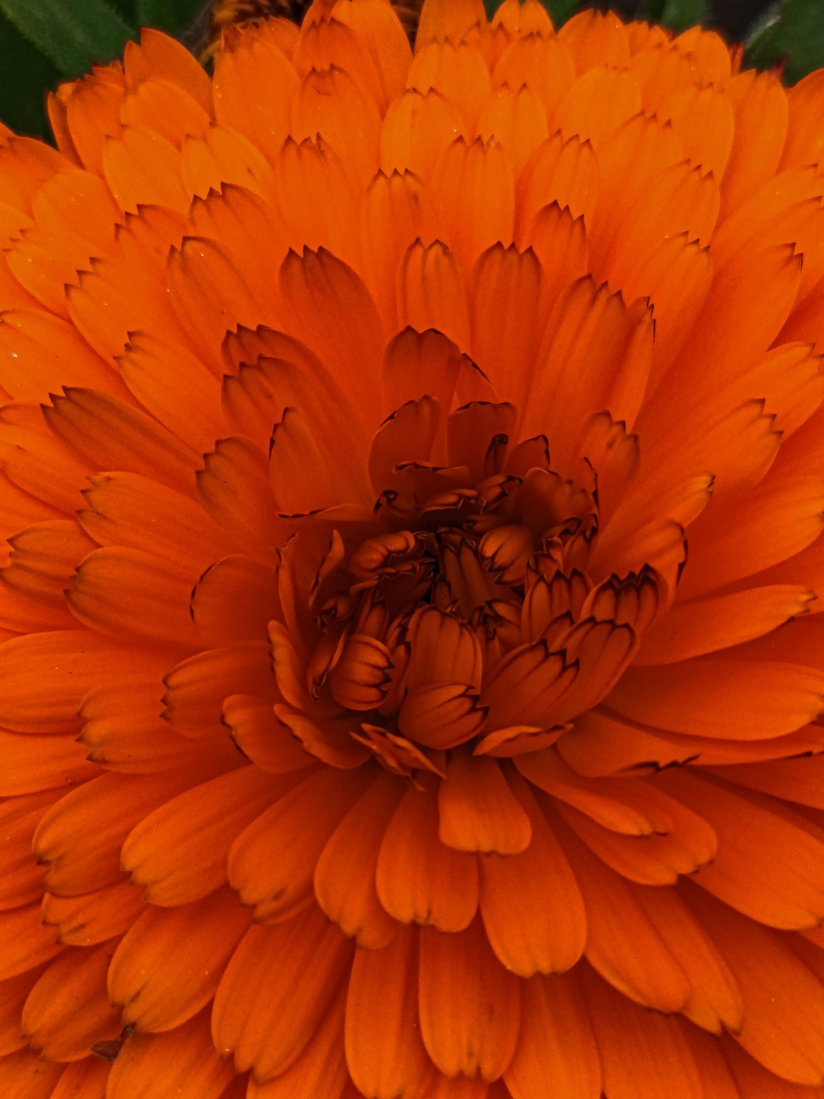 Orange King Calendula Seeds Heirloom Non GMO Vegetable Garden Seeds