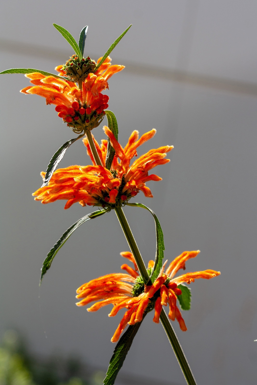 25 Wild KLIP DAGGA Leonotis Nepetifolia Lions Ear Lions Tail Orange Flower Seeds