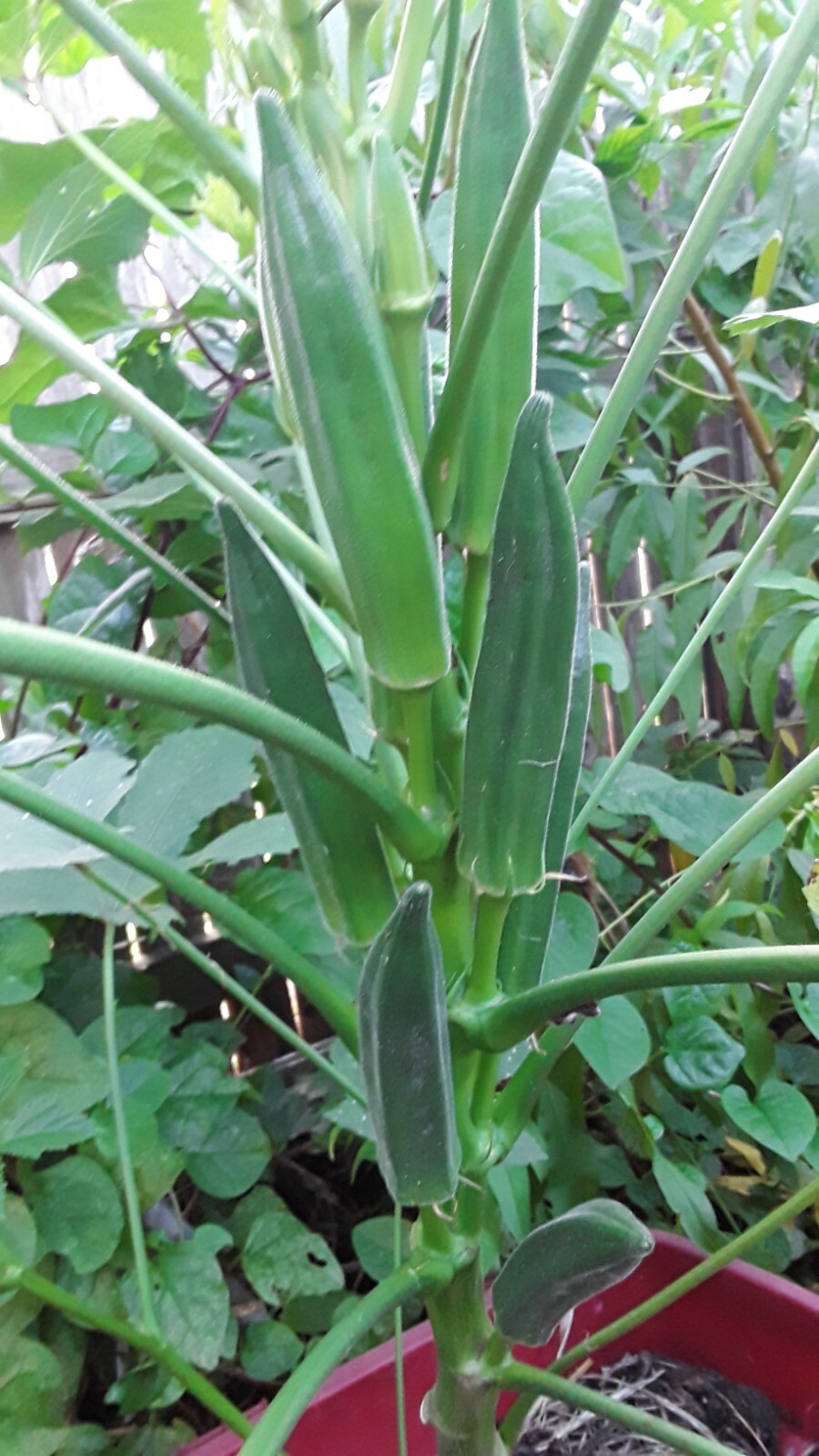 80+ Jambalaya, Okra Seeds Non-GMO Open Pollinated Early and Super Prolific
