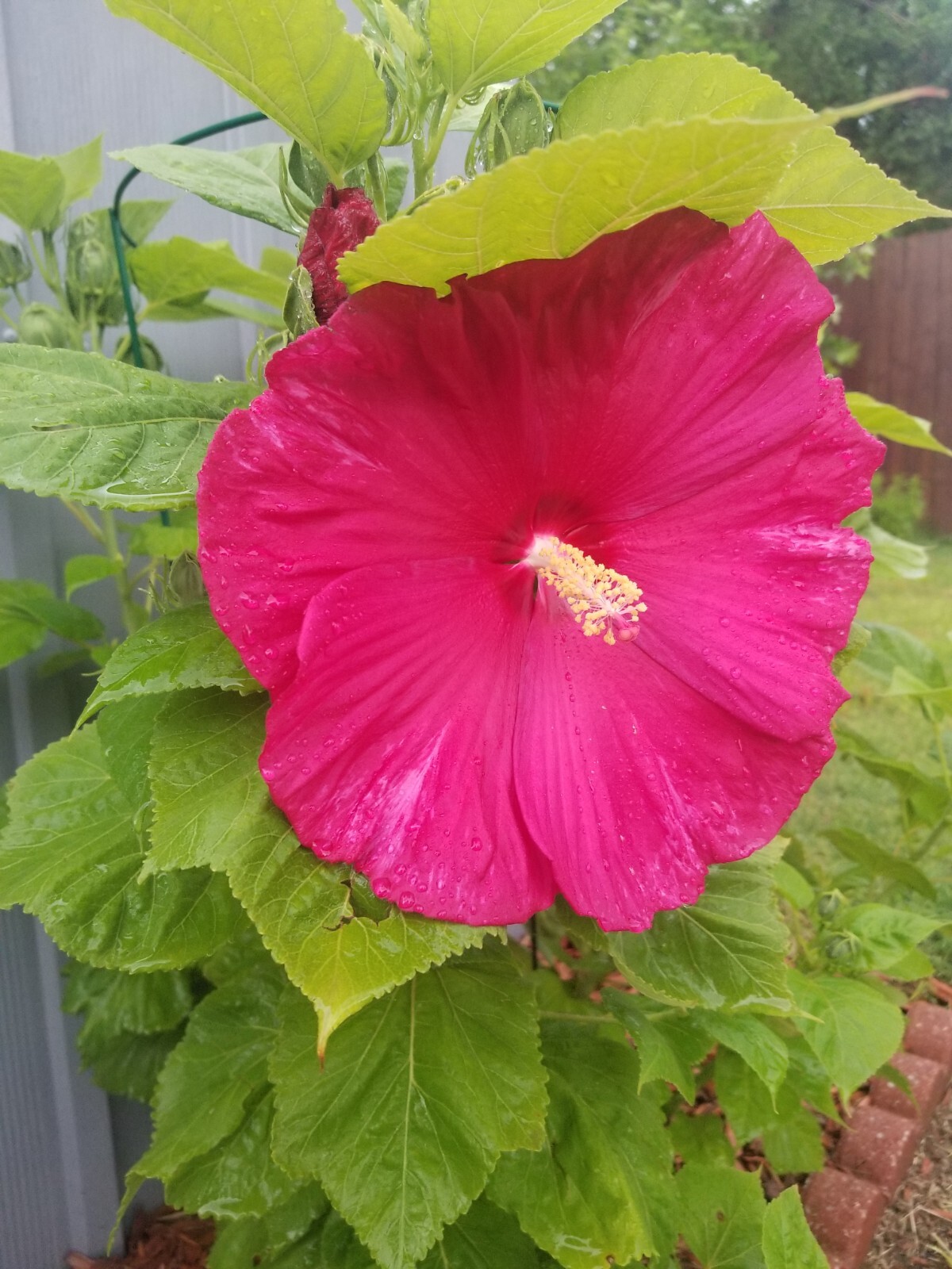 Luna Red Hardy Hibiscus PRE-STRATIFIED 25 Seeds Free Shipping.