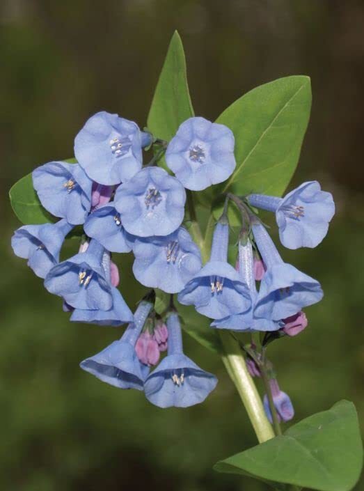 Virginia Bluebells Wildflower Seeds for Planting (10 Seeds) – Mertensia virginic