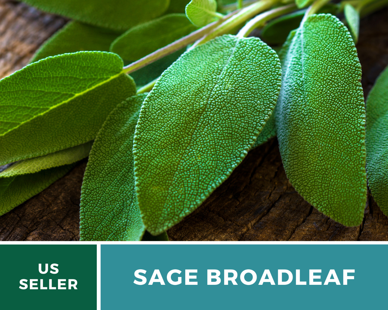 Sage – Broadleaf (Salvia Officinalis) – 100 seeds