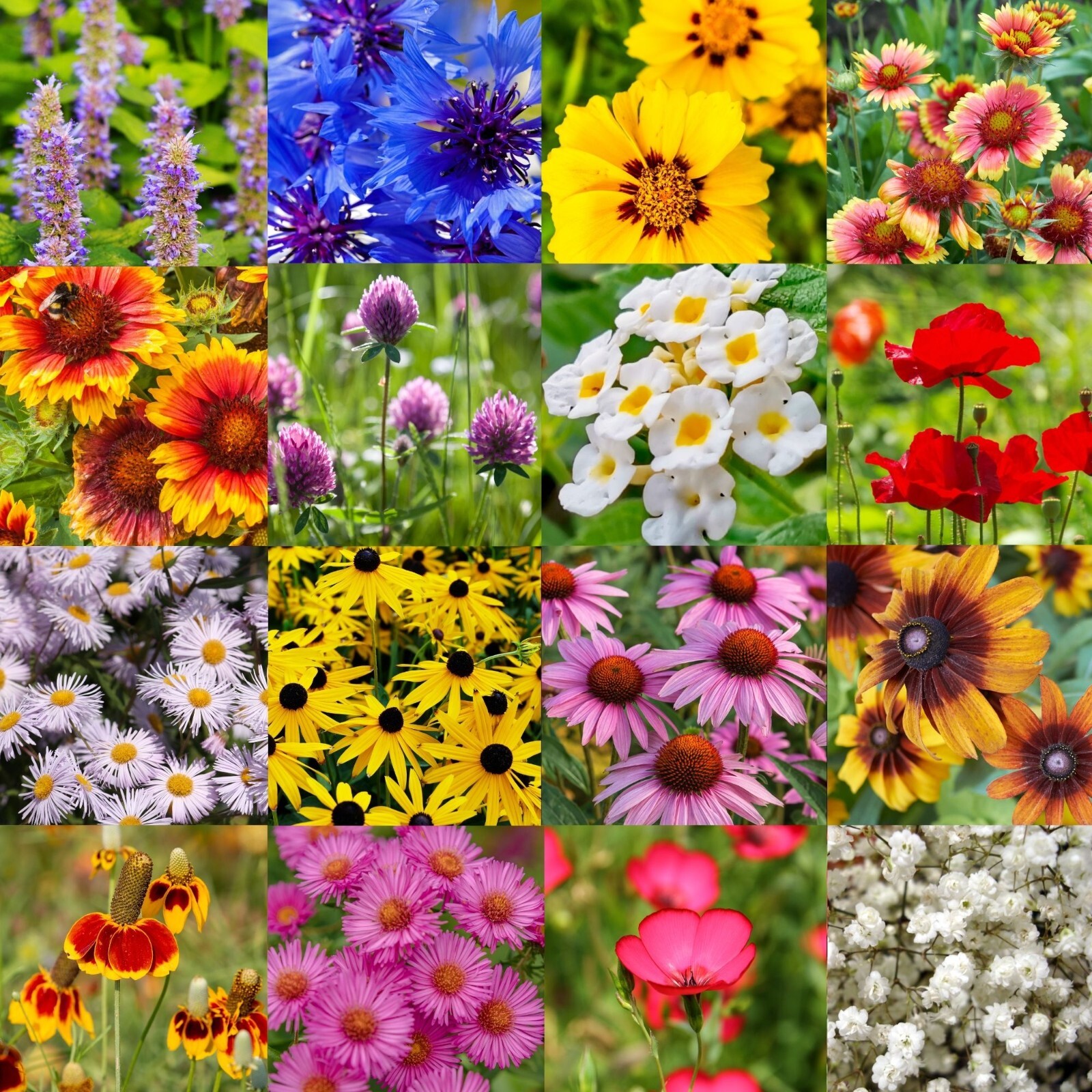 1/4LB Mid Western Regional Bulk Wildflower Seed Mix Colorful Blooms