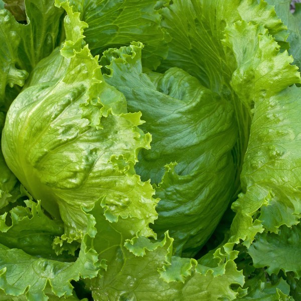Iceberg Lettuce Head Seeds, Garden Salads, NON-GMO, Variety Sizes, FREE SHIPPING