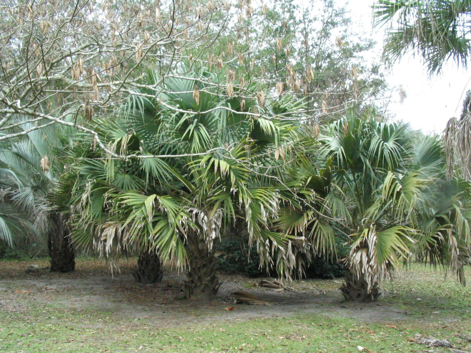 Sabal bermudana seeds. Bermuda Palmetto! Cold Hardy!