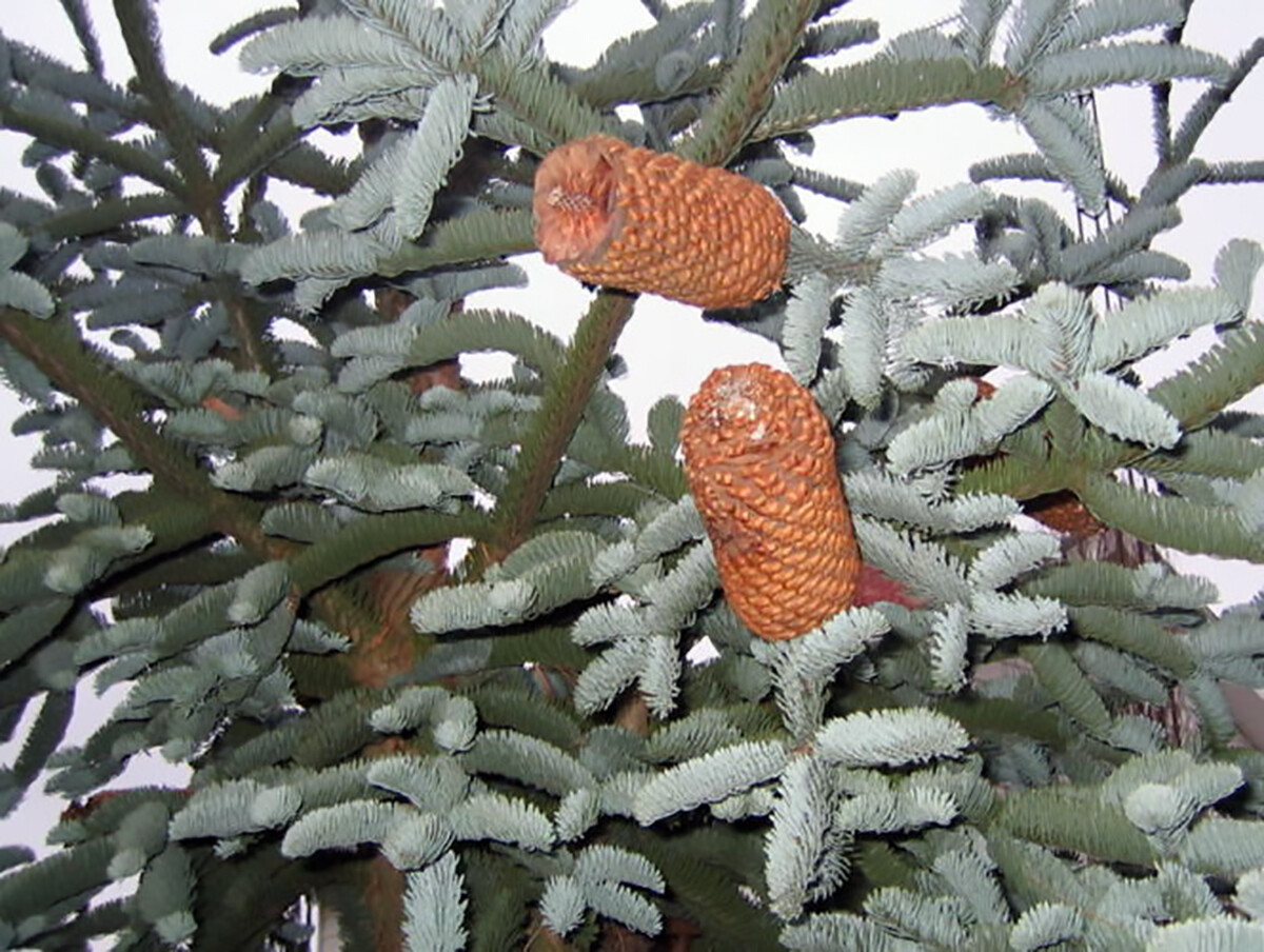 Blue Noble Fir, Abies procera glauca, (Abies nobilis), Tree Seeds (Evergreen)