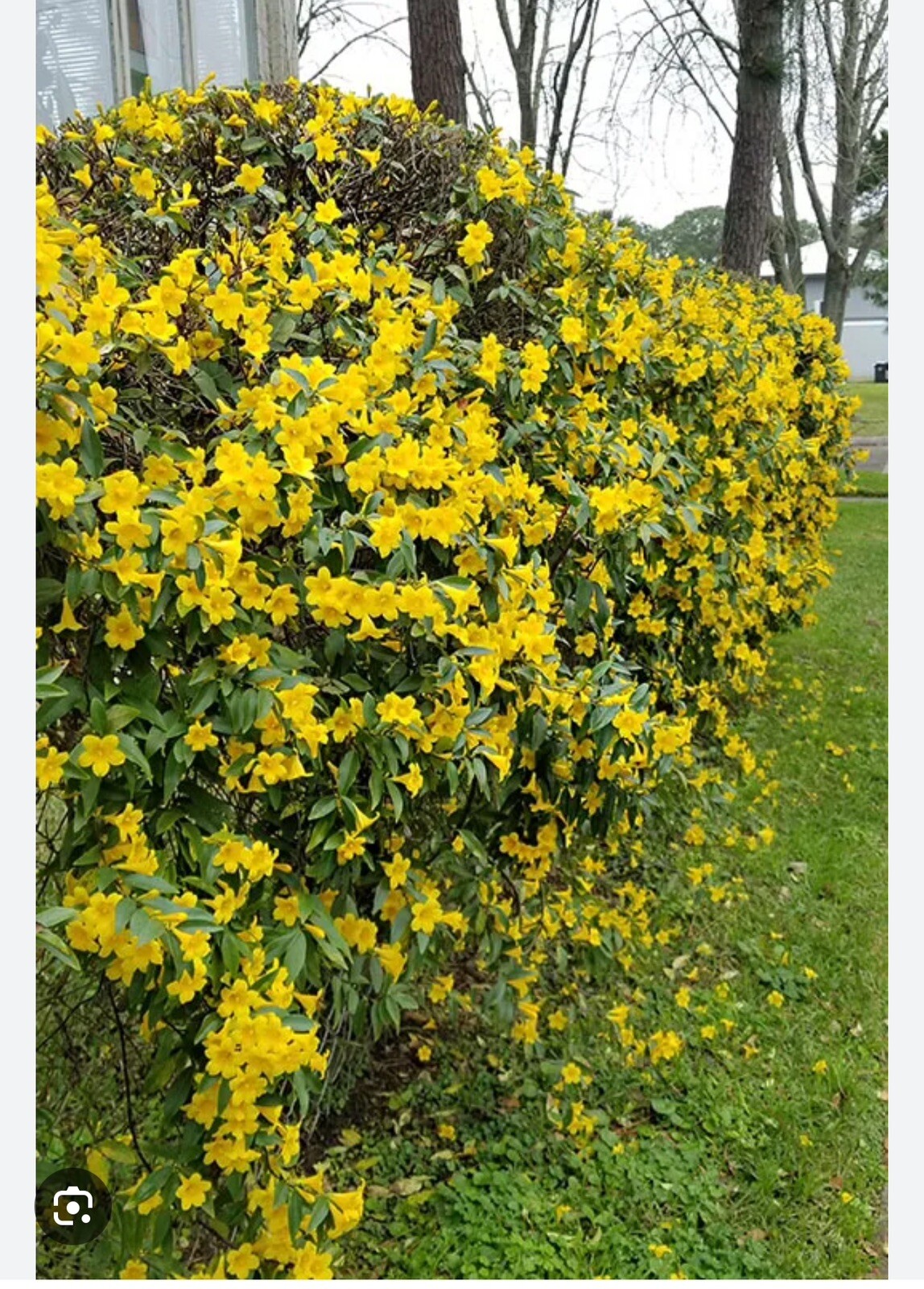 MARGARITA CAROLINA JESSAMINE~Yellow Jasmine~Gelsemium sempervirens~STARTER PLANT