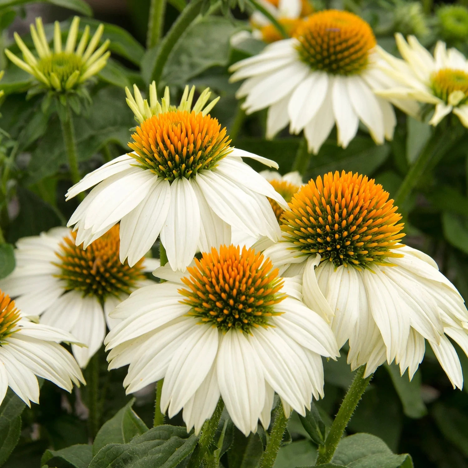 Echinacea Plant Starter: Live Perennial Coneflower for Pollinator Gardens
