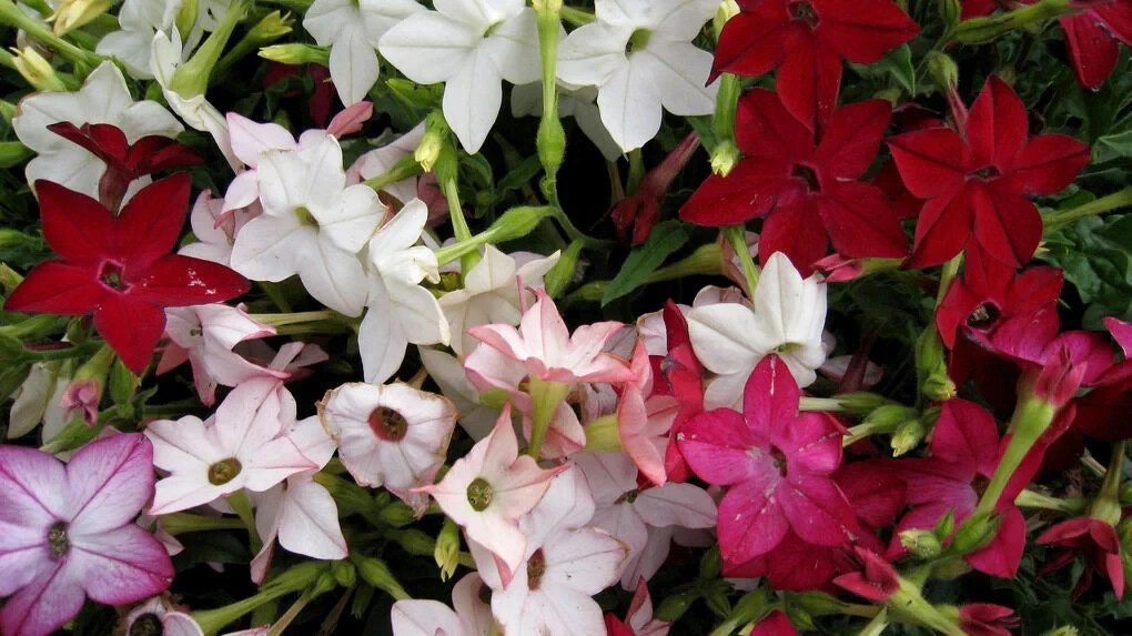 1000 SEEDS – tobacco JASMINE night scented FRAGRANT groco* BUY 15=SHIPS FREE