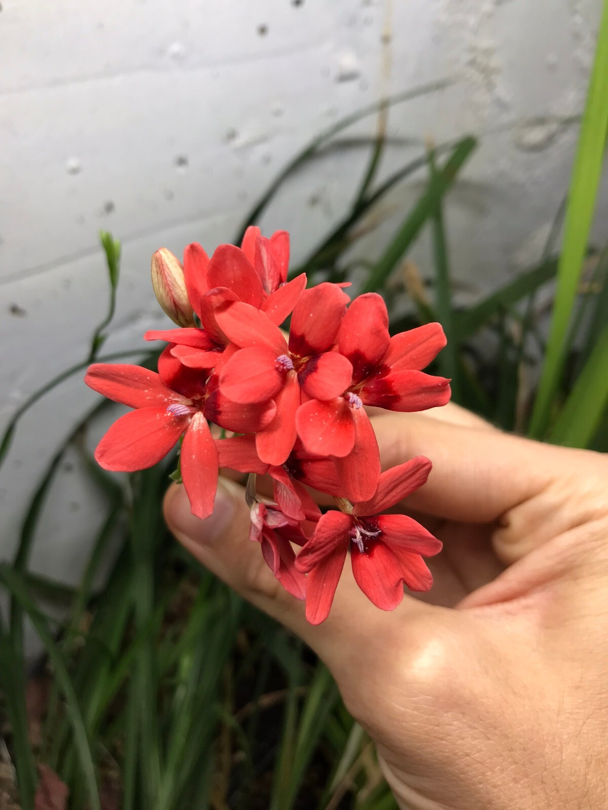 Freesia laxa “Orange Flower” Seeds, Subtropical Flowering Bulb Plant